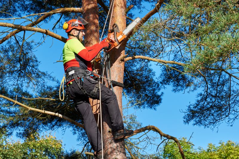 Tree Removal Professionals